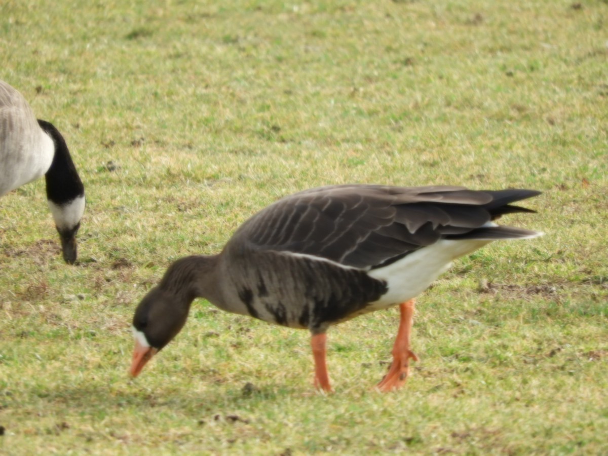 Greater White-fronted Goose - ML521378841