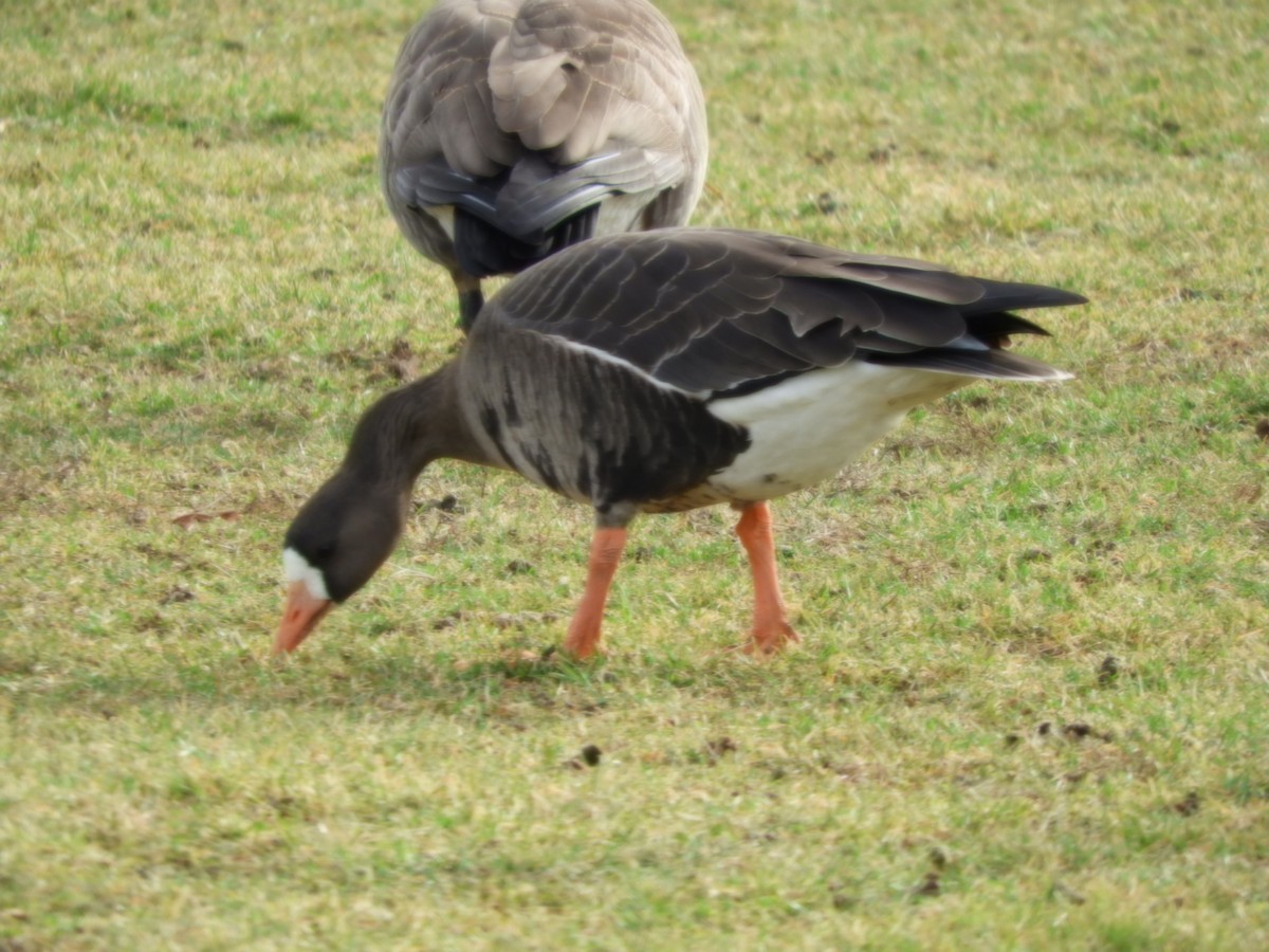 Greater White-fronted Goose - ML521378851