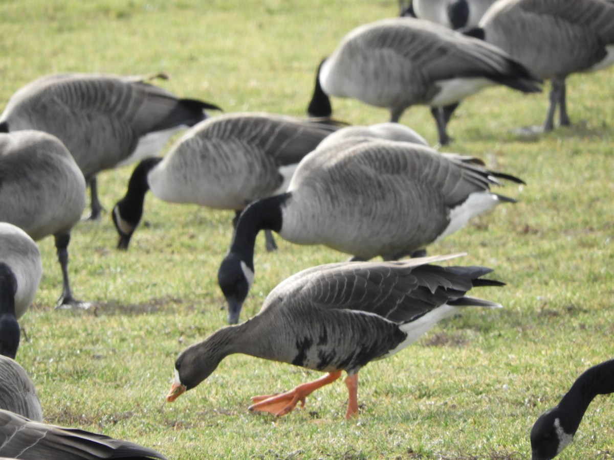 Greater White-fronted Goose - ML521379371