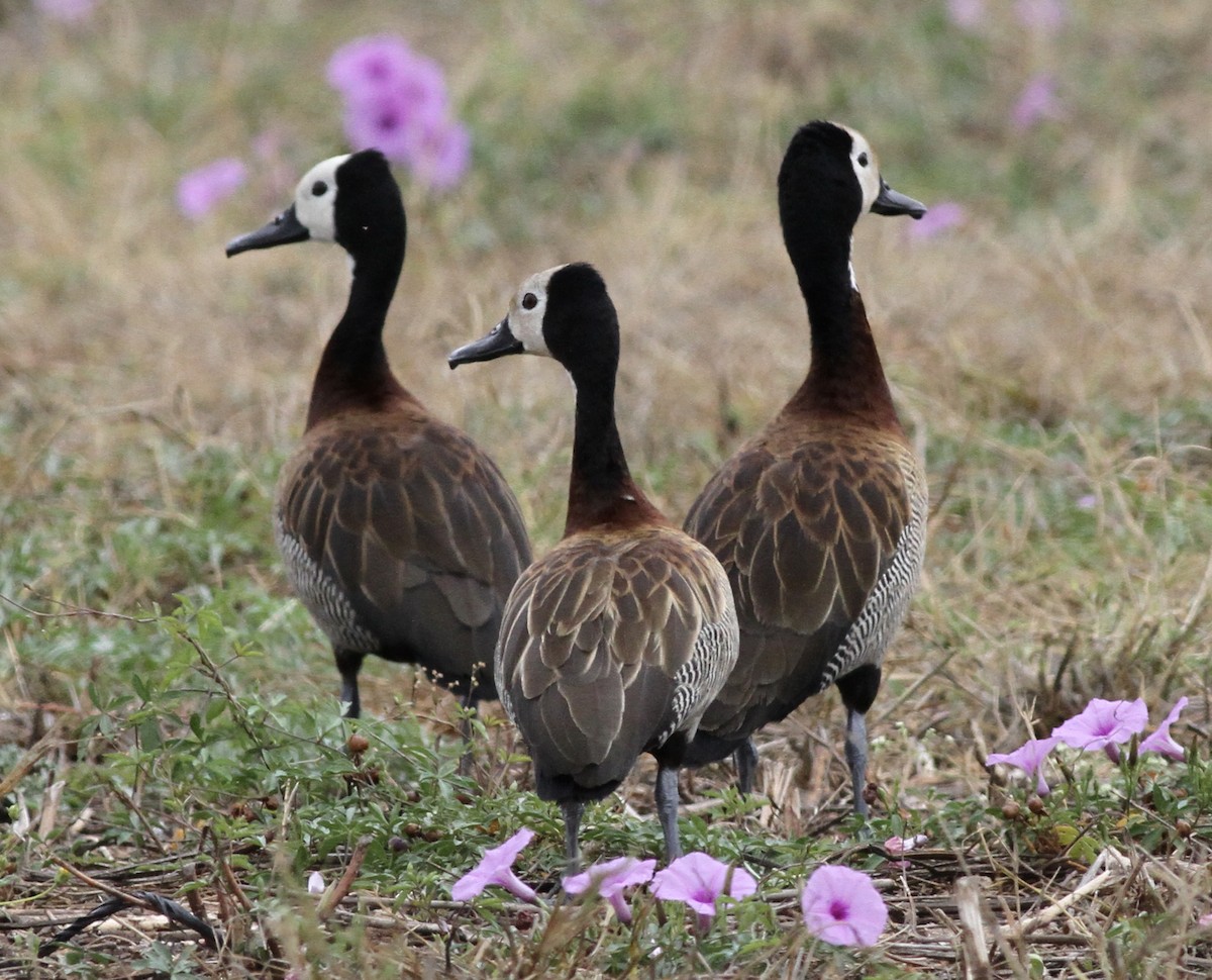 White-faced Whistling-Duck - Anabel&Geoff Harries