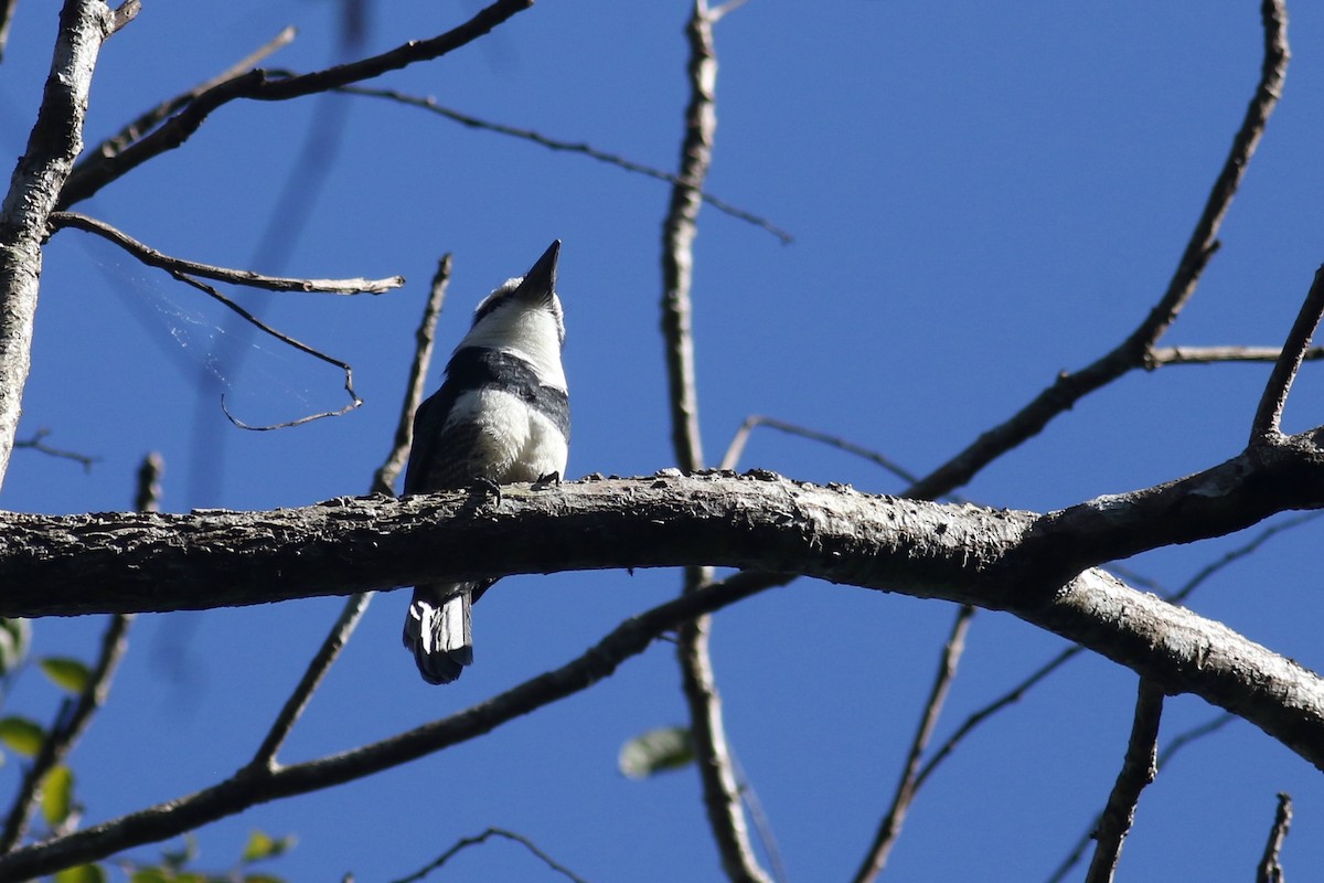 White-necked Puffbird - ML521385801