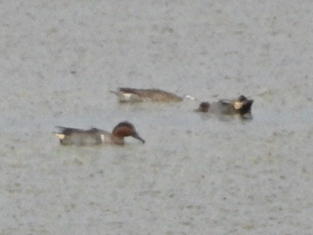 Green-winged Teal (American) - Diego Montenegro