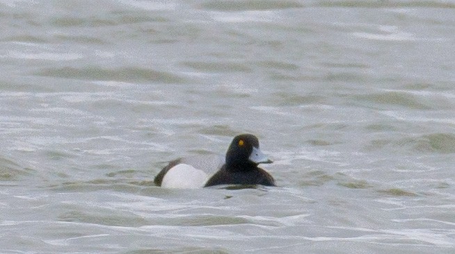 Greater Scaup - Mike Bailey