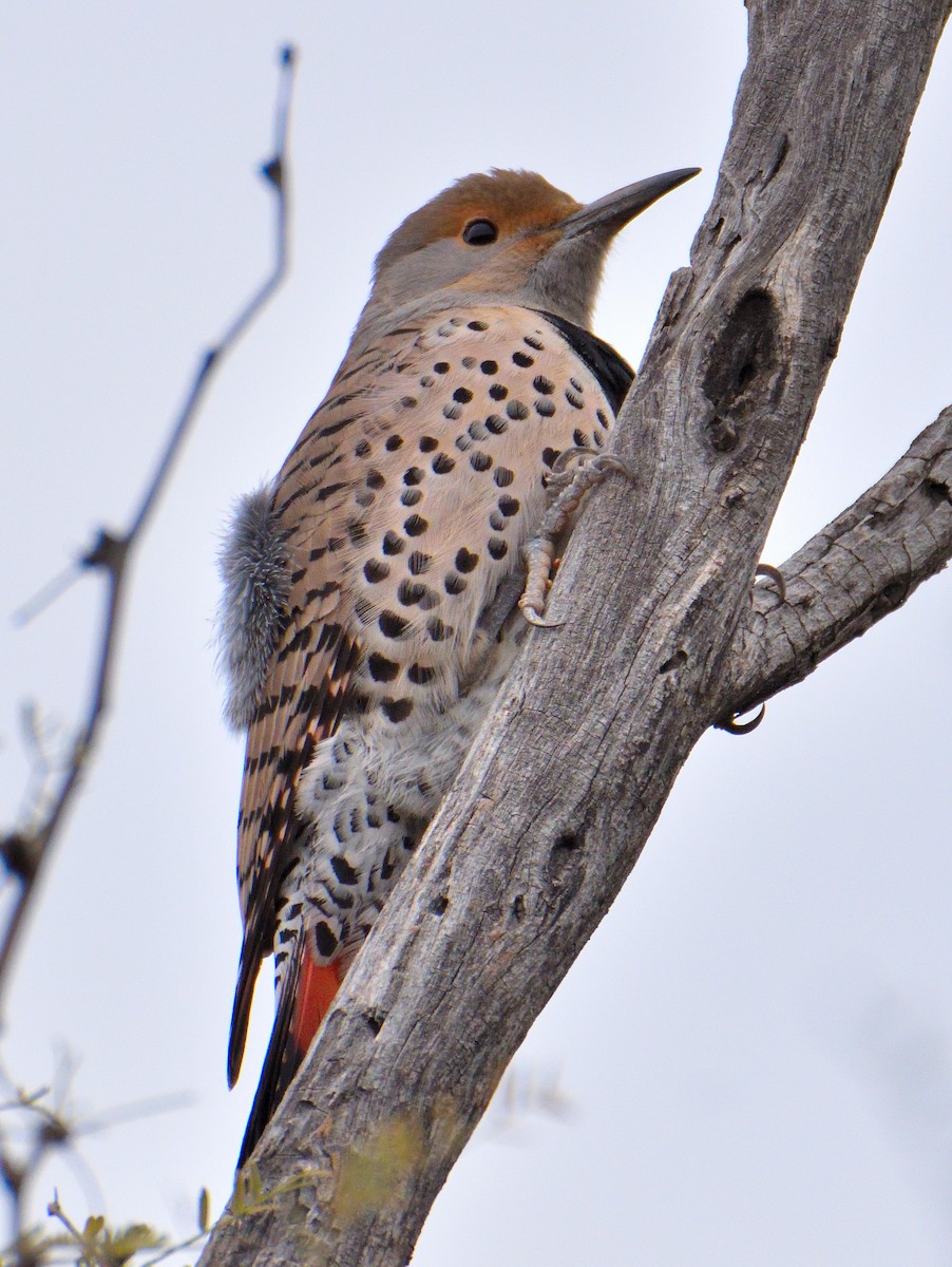 Northern Flicker (Red-shafted) - ML521388731