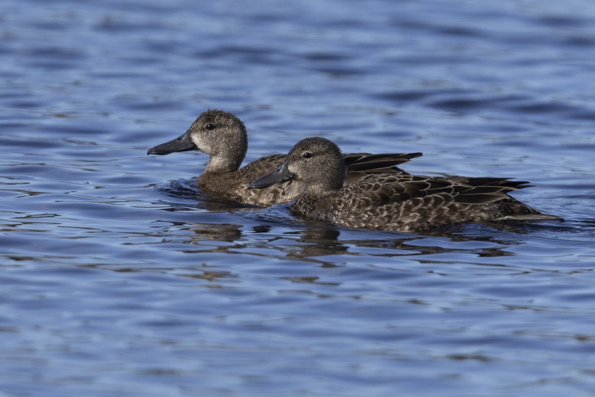 Blue-winged Teal - ML521390191