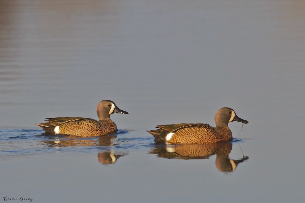 Blue-winged Teal - Brian Lowry