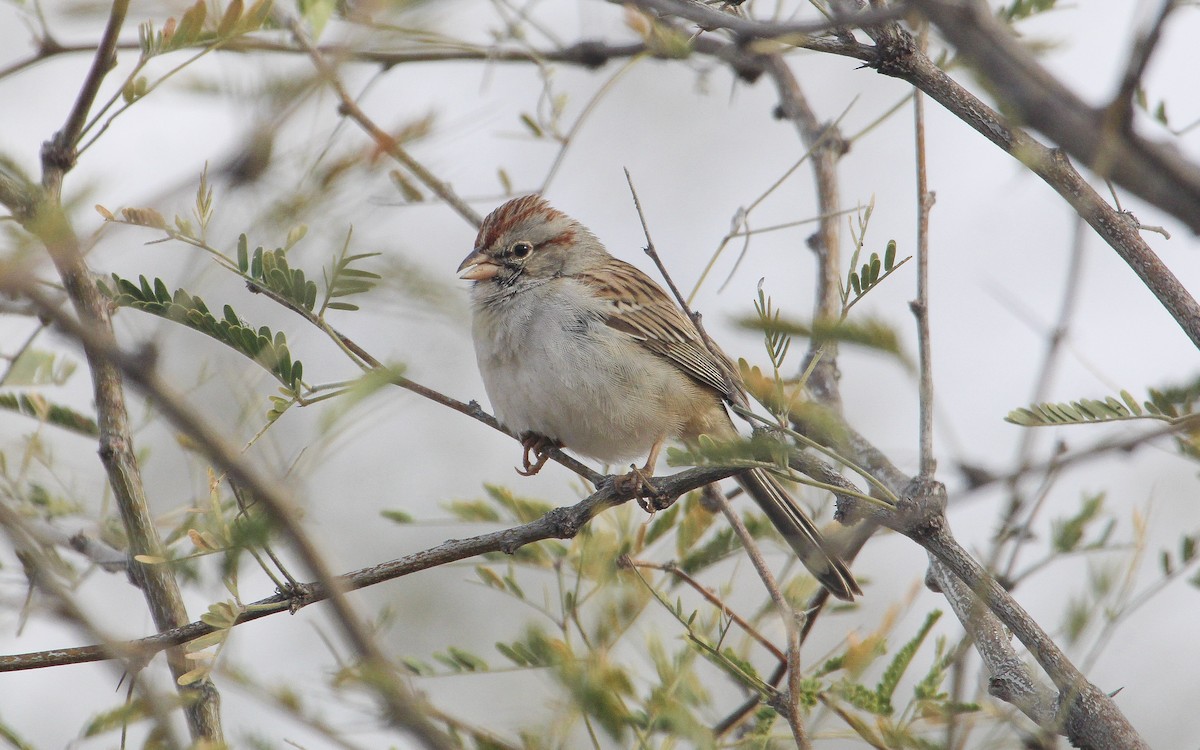 Rufous-winged Sparrow - ML521393421