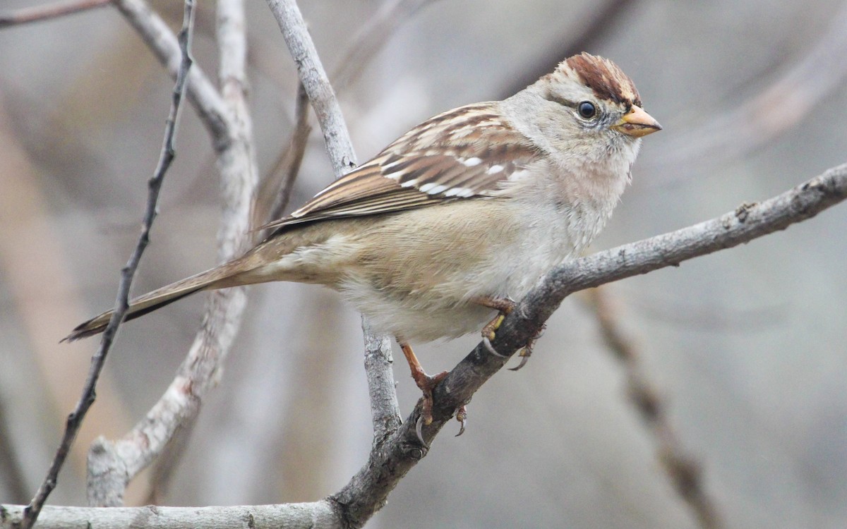 White-crowned Sparrow - ML521393611
