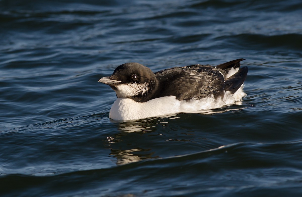 Thick-billed Murre - ML52139601