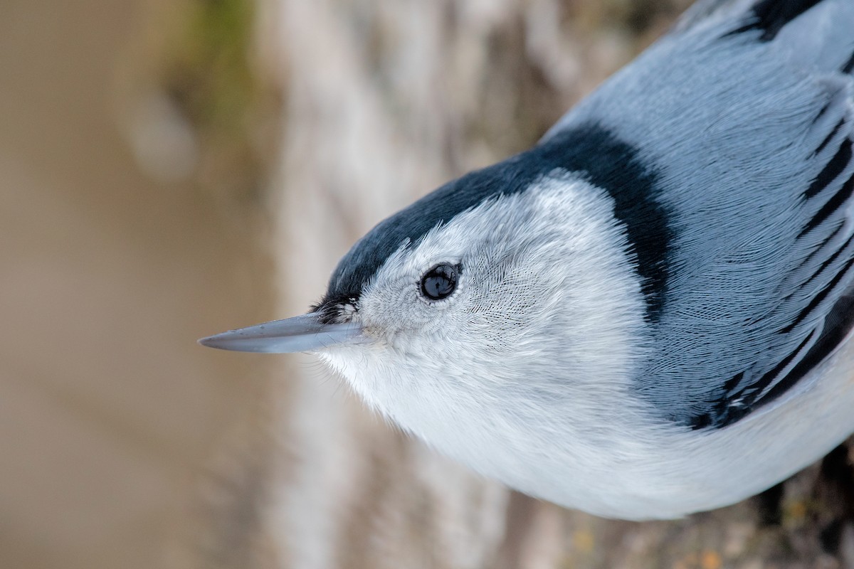 White-breasted Nuthatch - ML521398081