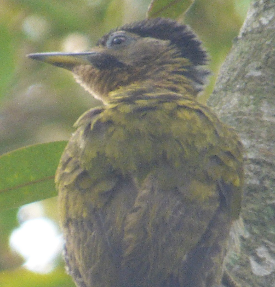 Laced Woodpecker - Eugene Prewitt