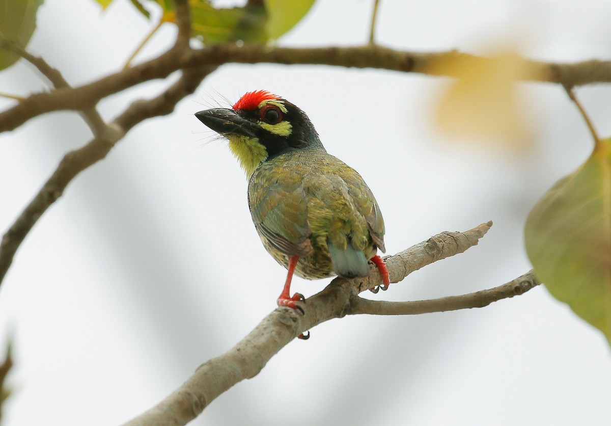 Coppersmith Barbet - Neoh Hor Kee