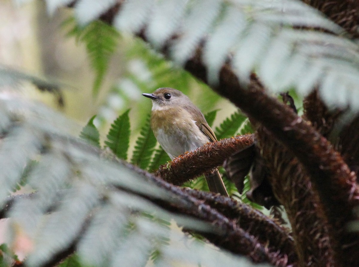 Fulvous-chested Jungle Flycatcher - Bruno Durand