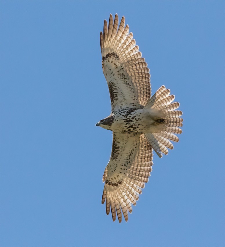 Red-tailed Hawk - Jay Gilliam