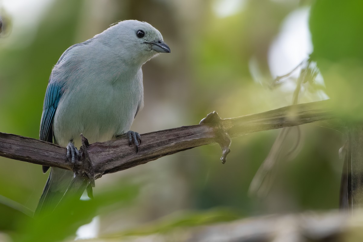 Blue-gray Tanager - ML521408271