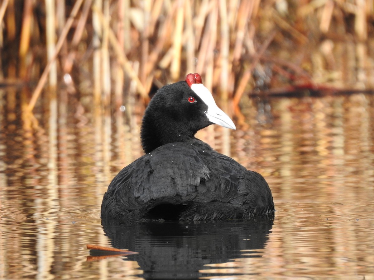Red-knobbed Coot - ML521409221
