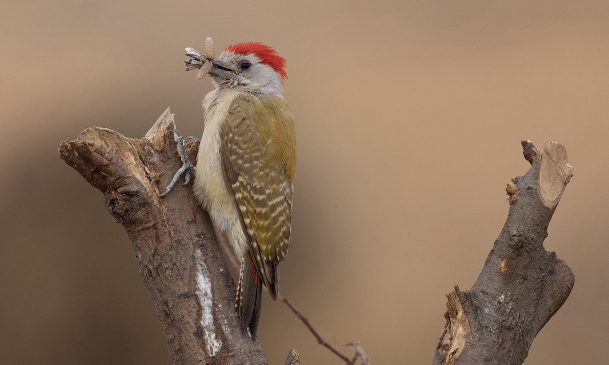 African Gray Woodpecker - Ben Loehnen