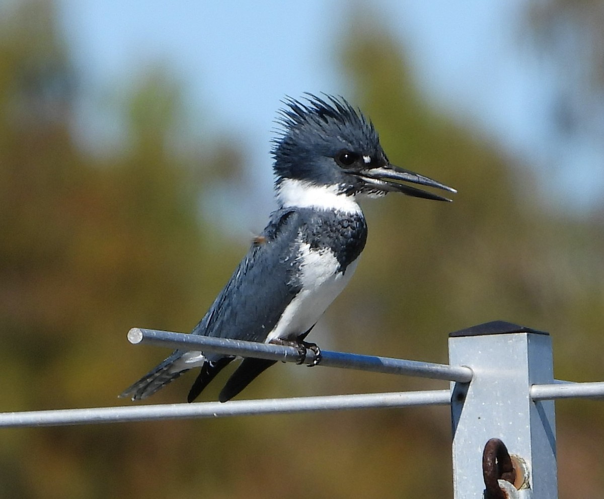 Belted Kingfisher - Mark Penkower