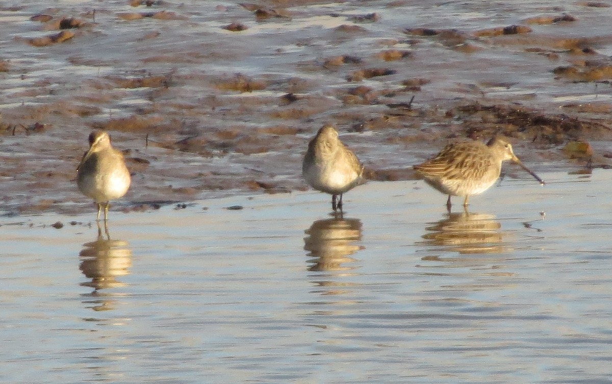Long-billed Dowitcher - ML521424771