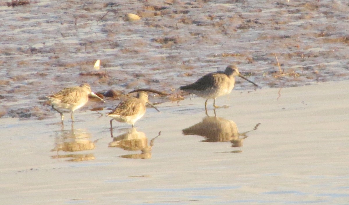 Long-billed Dowitcher - ML521426021
