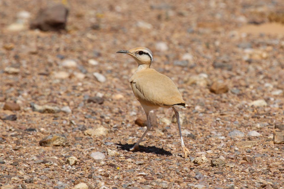 Cream-colored Courser - James Kennerley