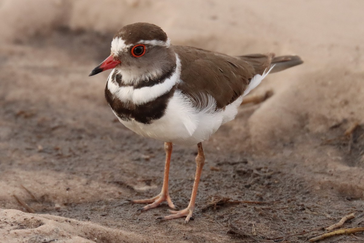 Three-banded Plover - ML521432441