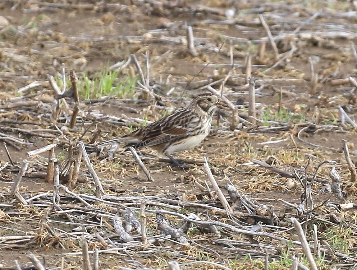 eBird Checklist 7 Jan 2023 County Road 155, Okolona USMS 33.94248