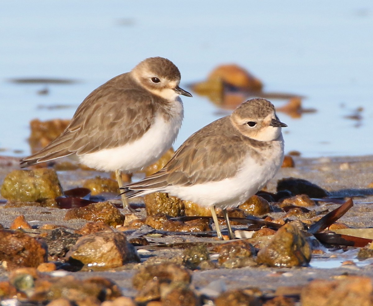 Double-banded Plover - ML52143711