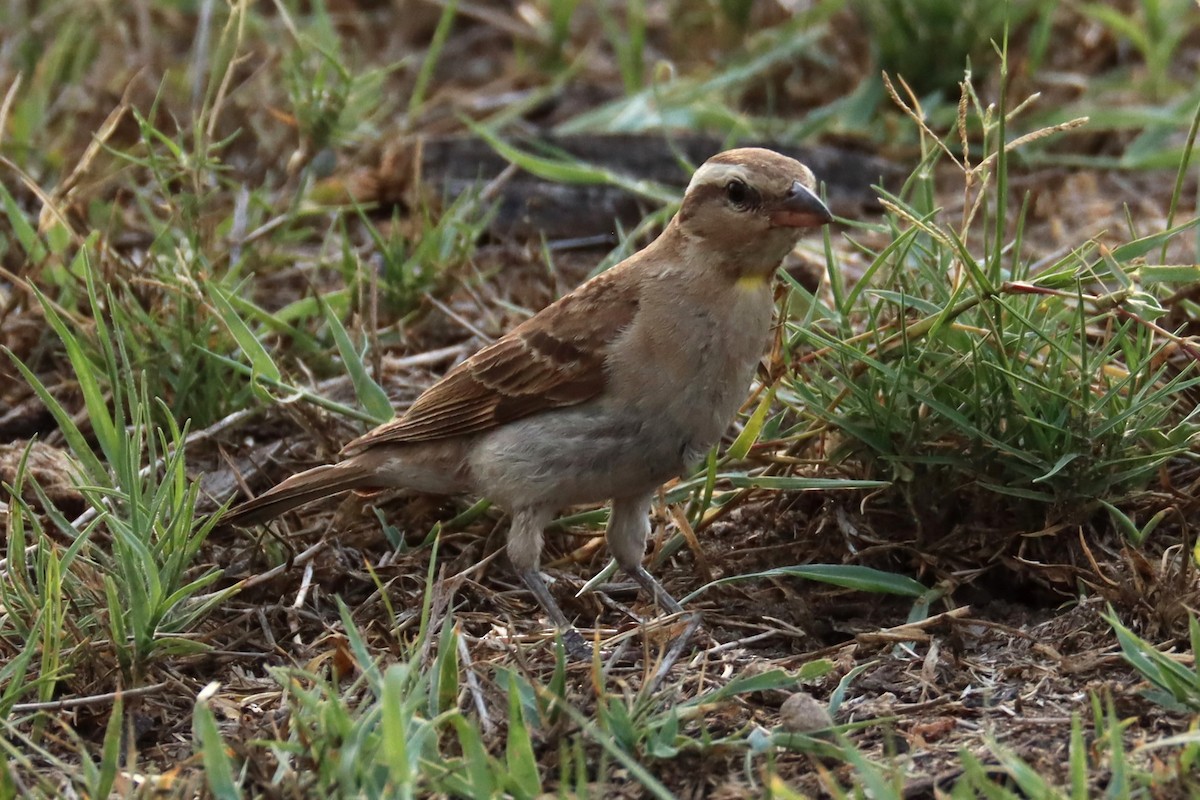 Yellow-throated Bush Sparrow - Tim Barnard