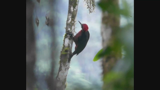 Crimson-bellied Woodpecker - ML521440971