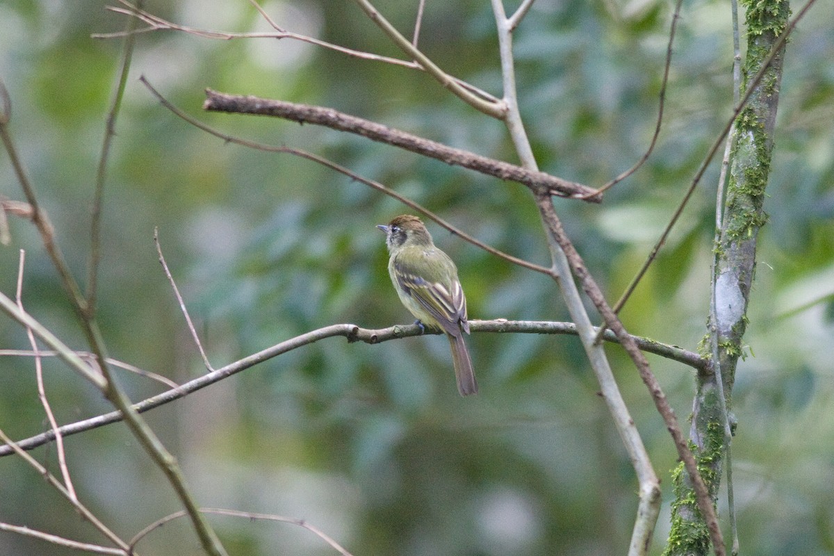 Sepia-capped Flycatcher - ML52144101
