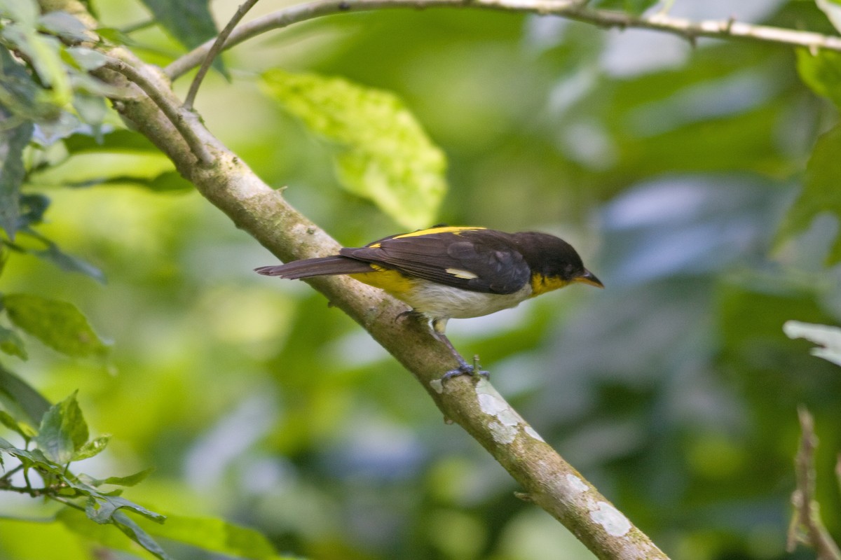 Yellow-backed Tanager - ML52144161