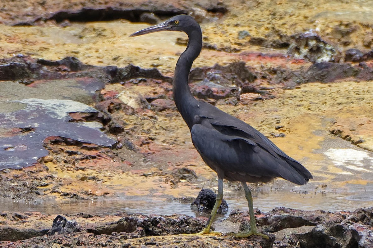 Pacific Reef-Heron - Phil Smith