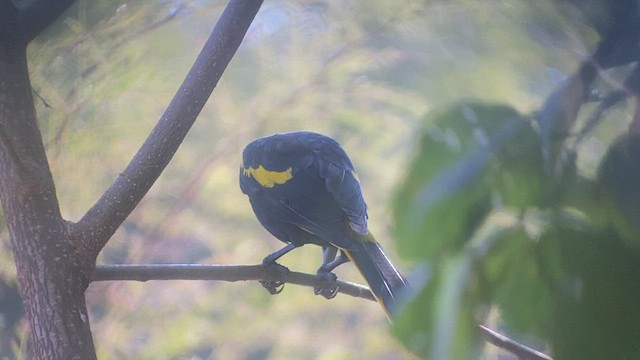Yellow-winged Cacique - ML521452551