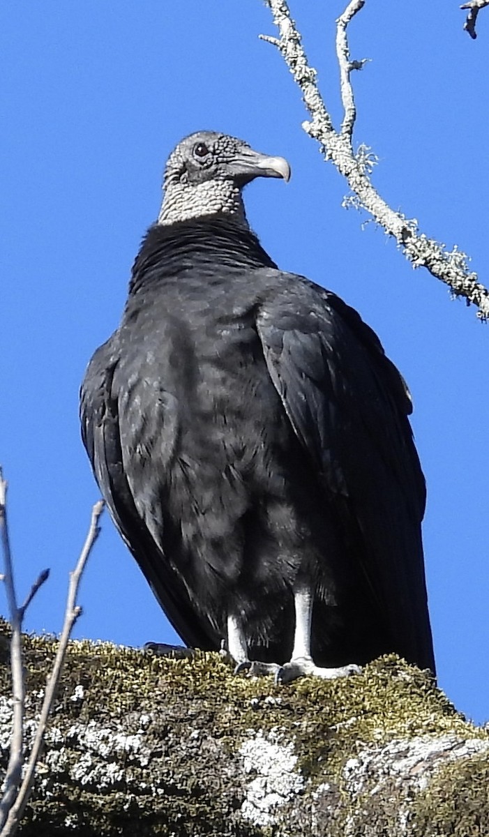 Black Vulture - ML521452701