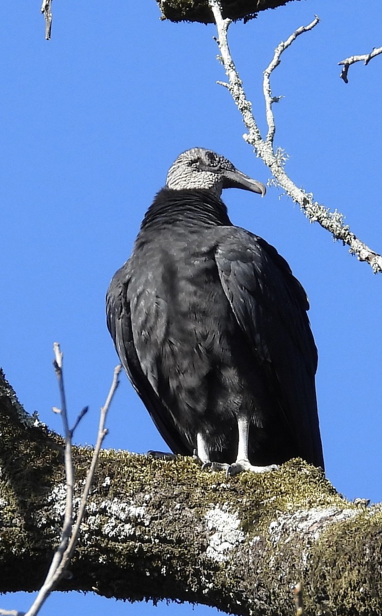 Black Vulture - ML521452721