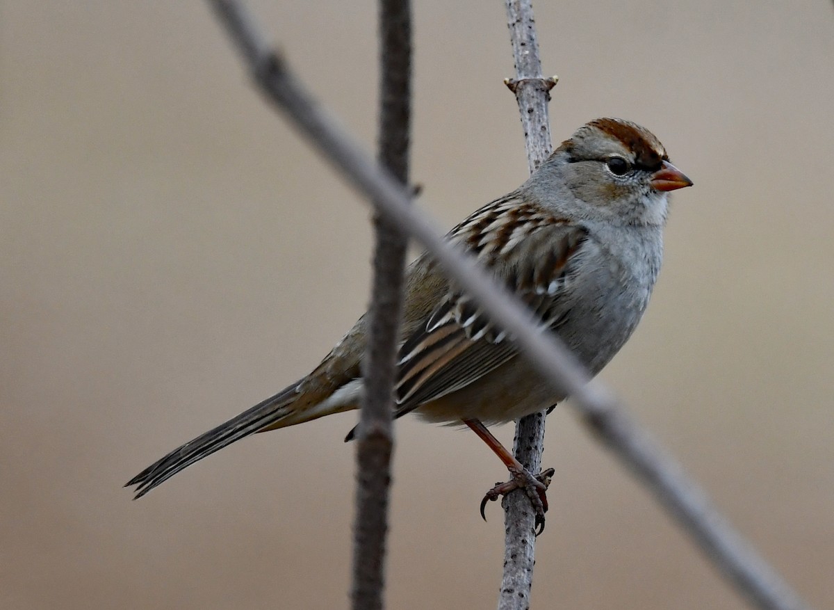 White-crowned Sparrow - ML521453401