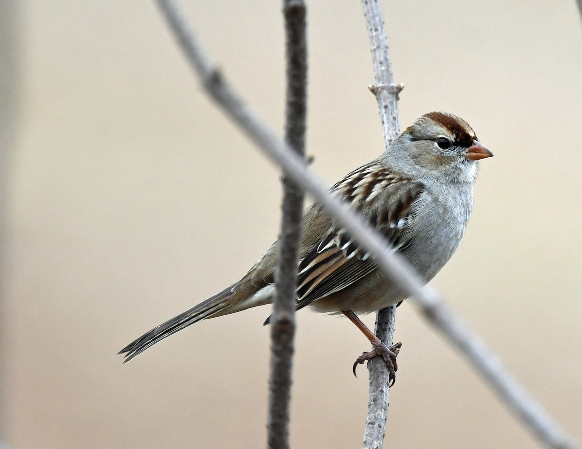White-crowned Sparrow - ML521453411