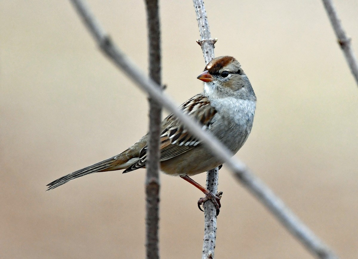 White-crowned Sparrow - ML521453421