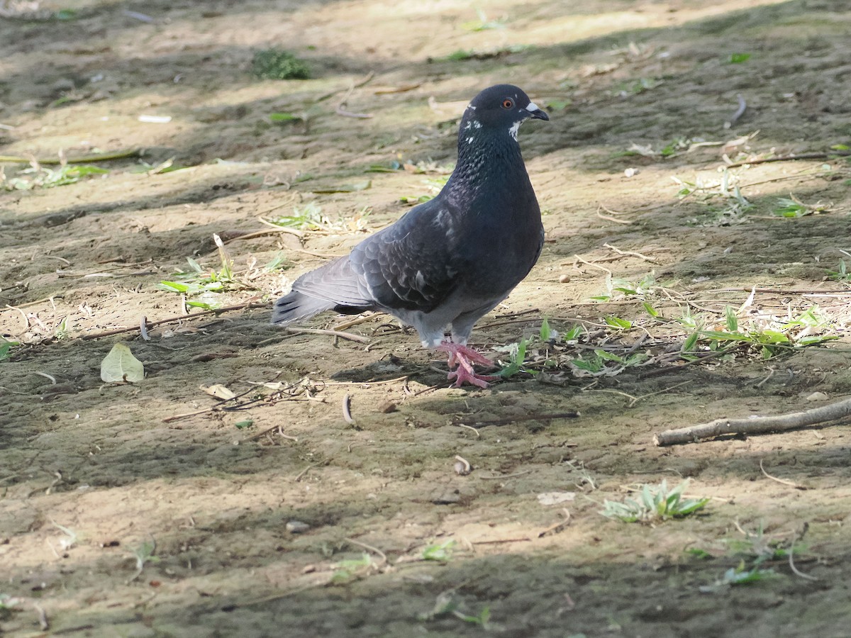 Rock Pigeon (Feral Pigeon) - ML521453931
