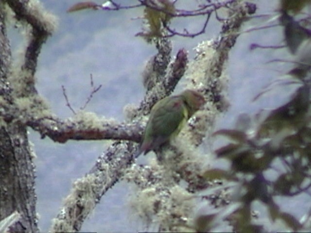 Rusty-faced Parrot - ML521454661