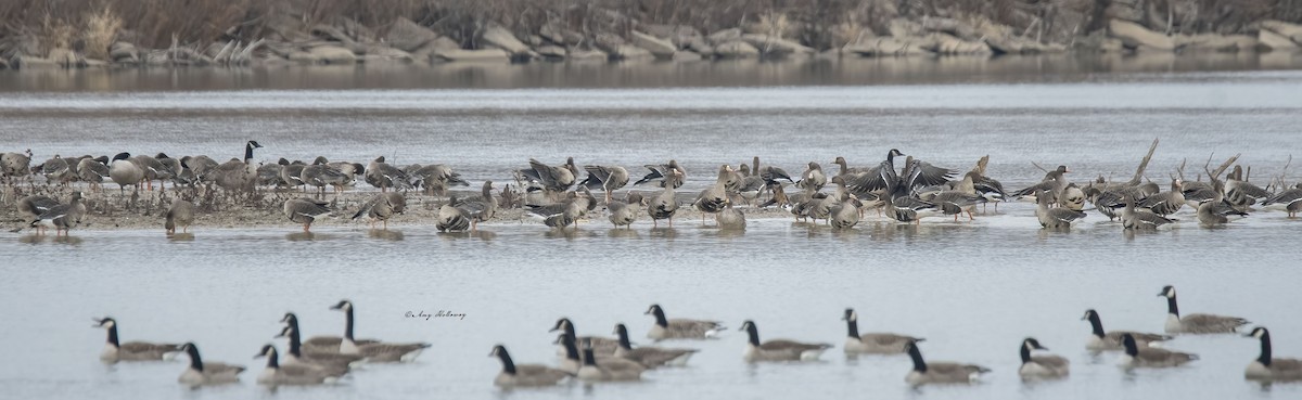 Greater White-fronted Goose - Amy Holloway