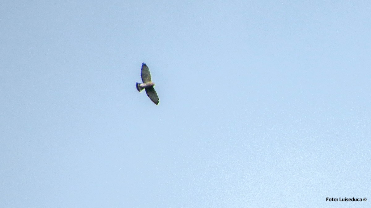 Broad-winged Hawk - ML52145511