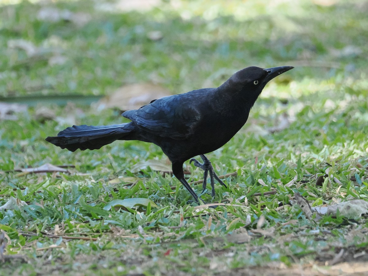 Great-tailed Grackle - ML521455321