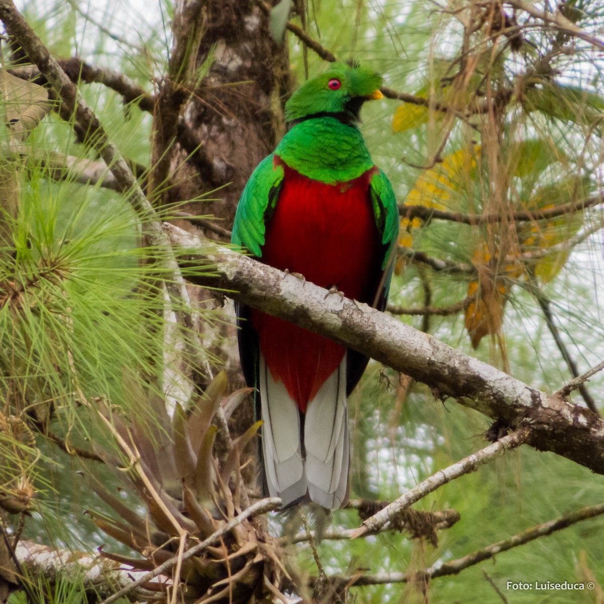 Crested Quetzal - ML52145601