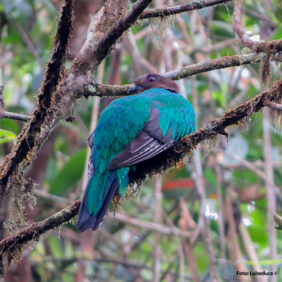 Crested Quetzal - ML52145631