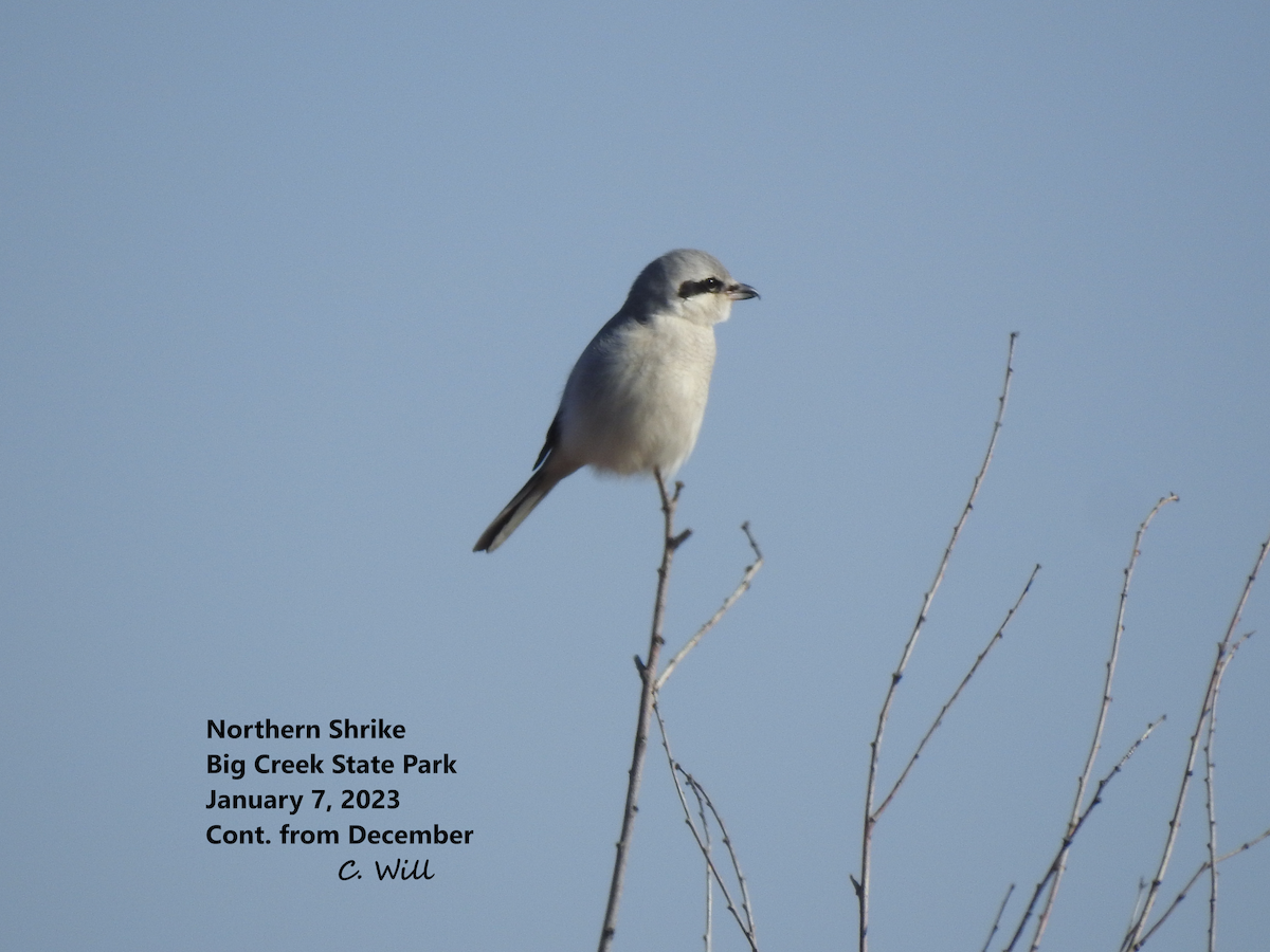 Northern Shrike - ML521456451