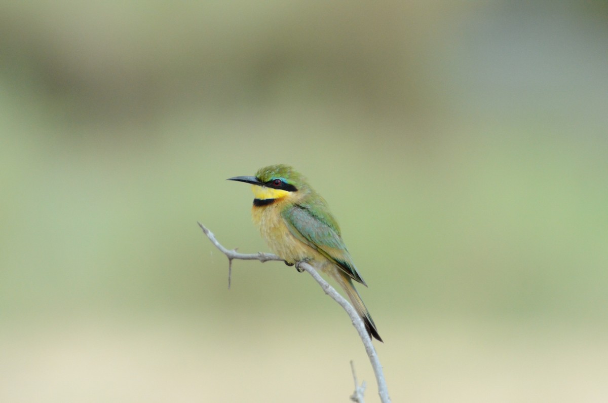 Little Bee-eater - Terence Alexander