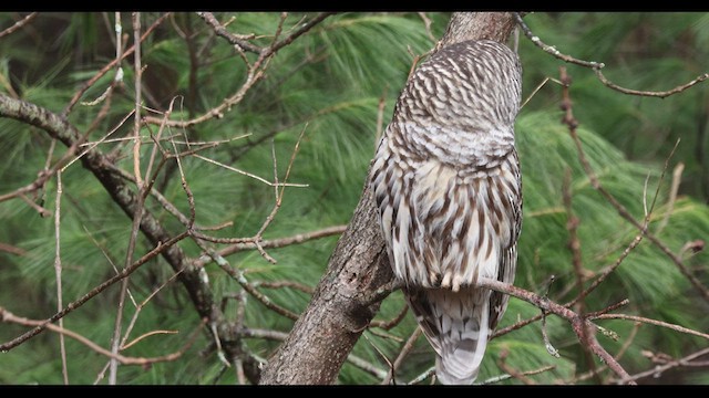 Barred Owl - ML521459741