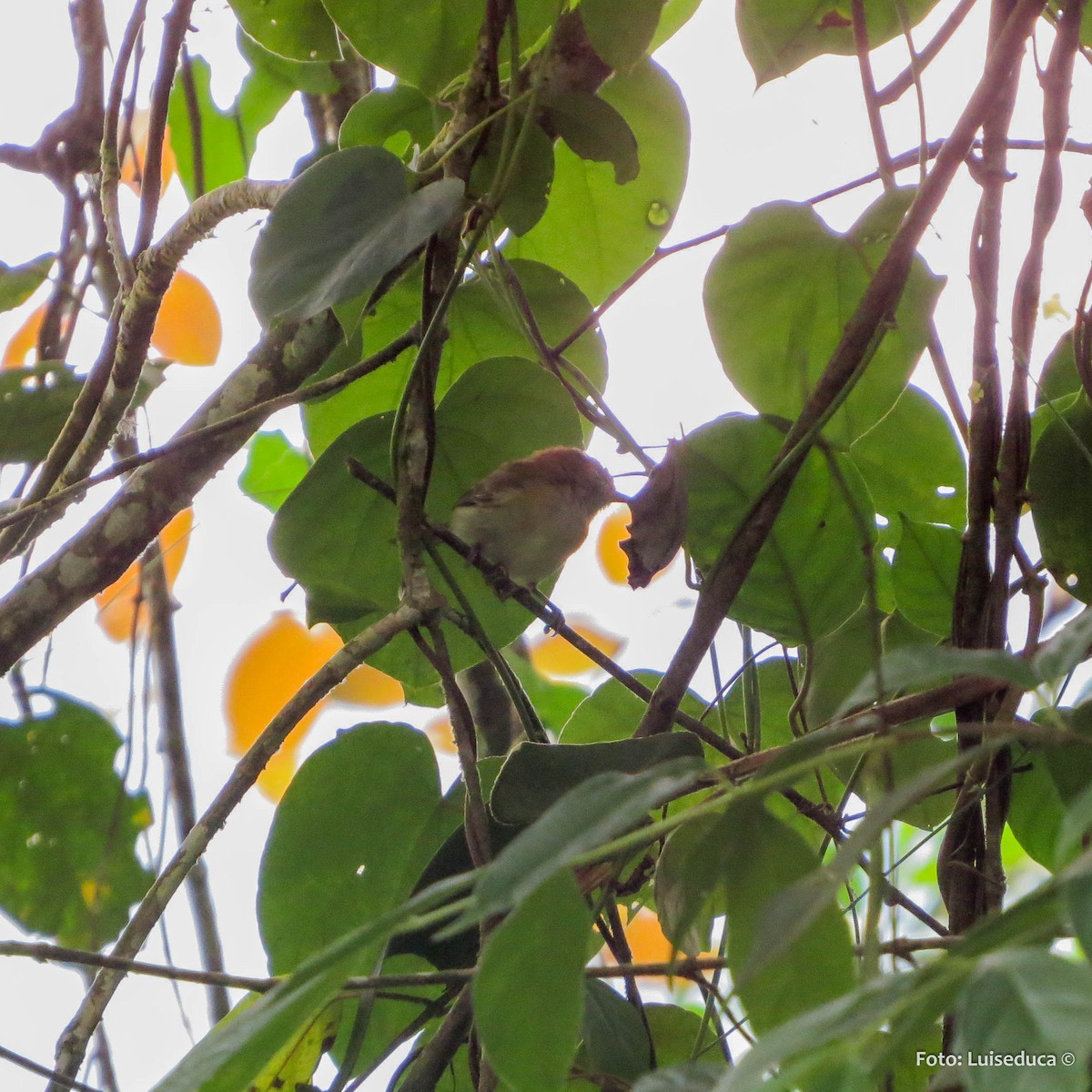 Rufous-naped Greenlet - ML52146031